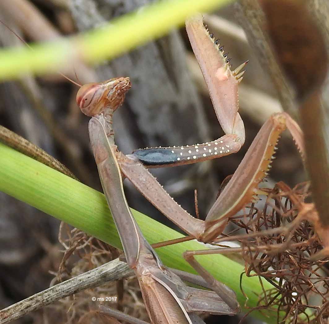 Mantis religiosa